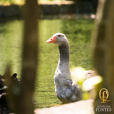 Quinta Fontes Ferienhaus